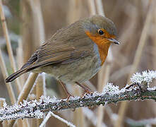 European Robin