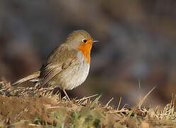 European Robin