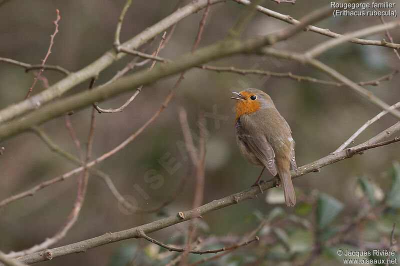 European Robin male adult breeding, identification, song