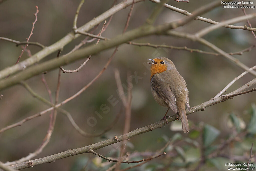 European Robin male adult breeding, identification, song