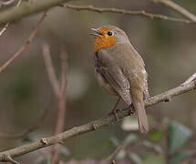 European Robin