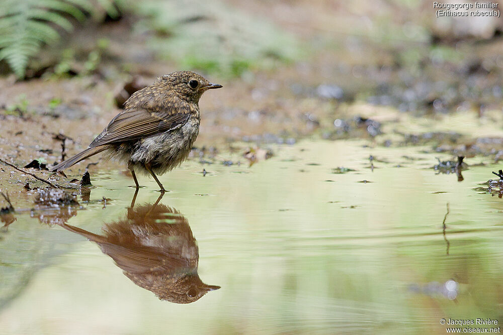 European Robinimmature, identification, swimming