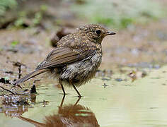 European Robin