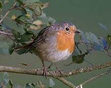 European Robin