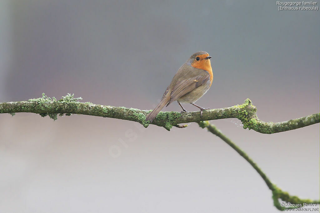 European Robinadult, identification