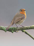 European Robin