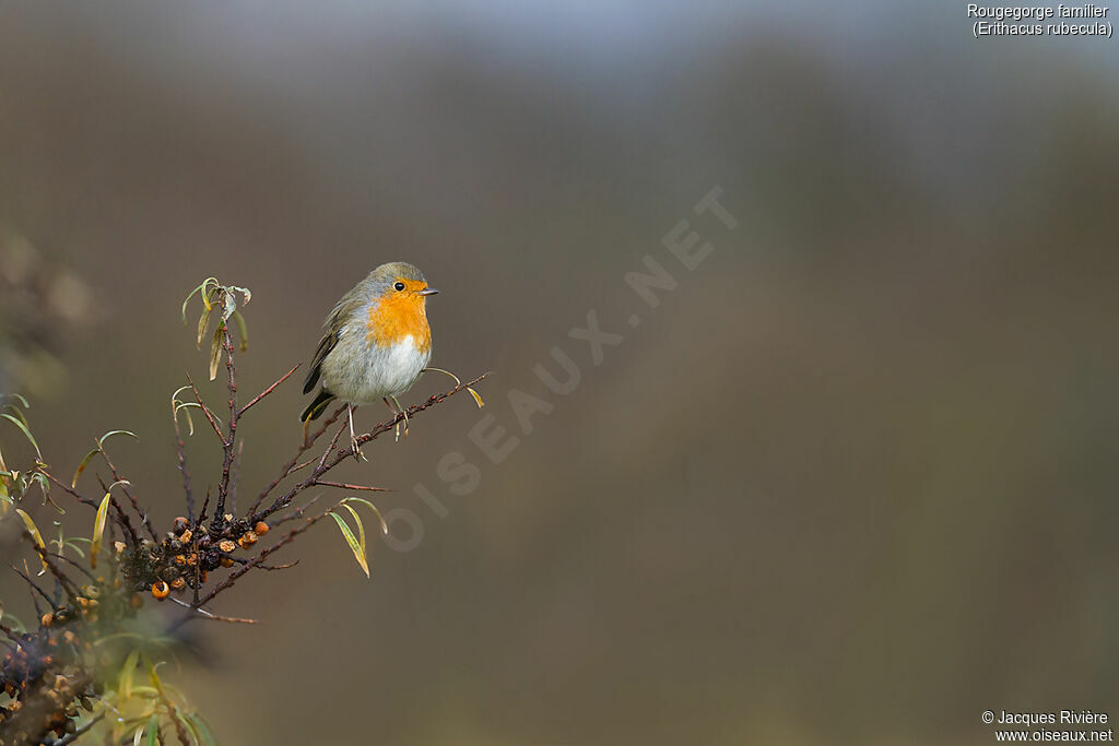 European Robinadult, identification