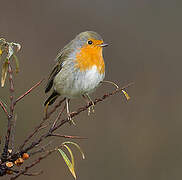 European Robin