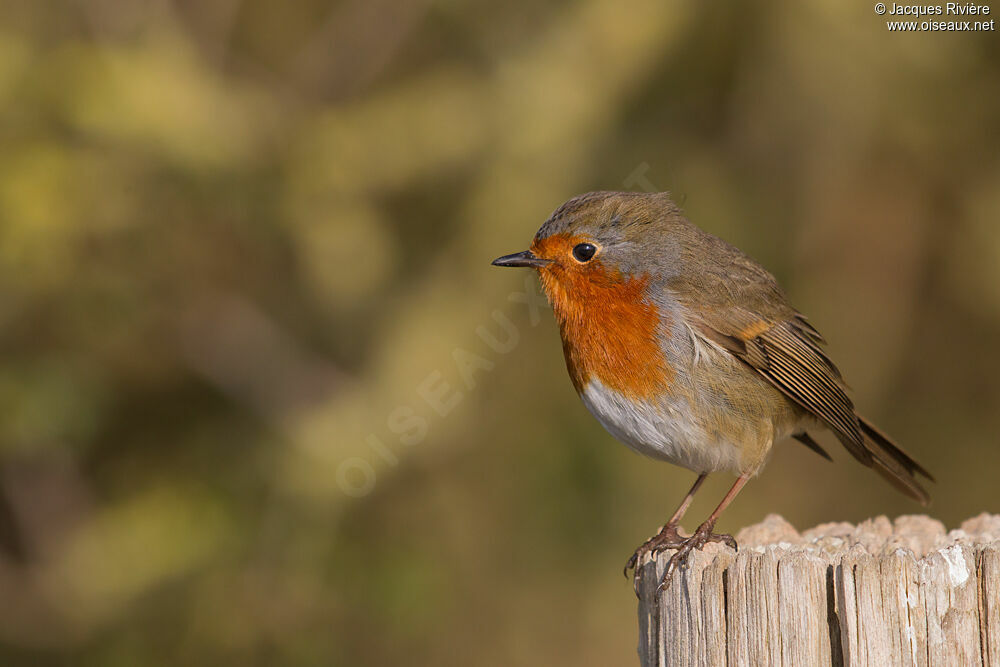 European Robinadult post breeding