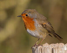 European Robin