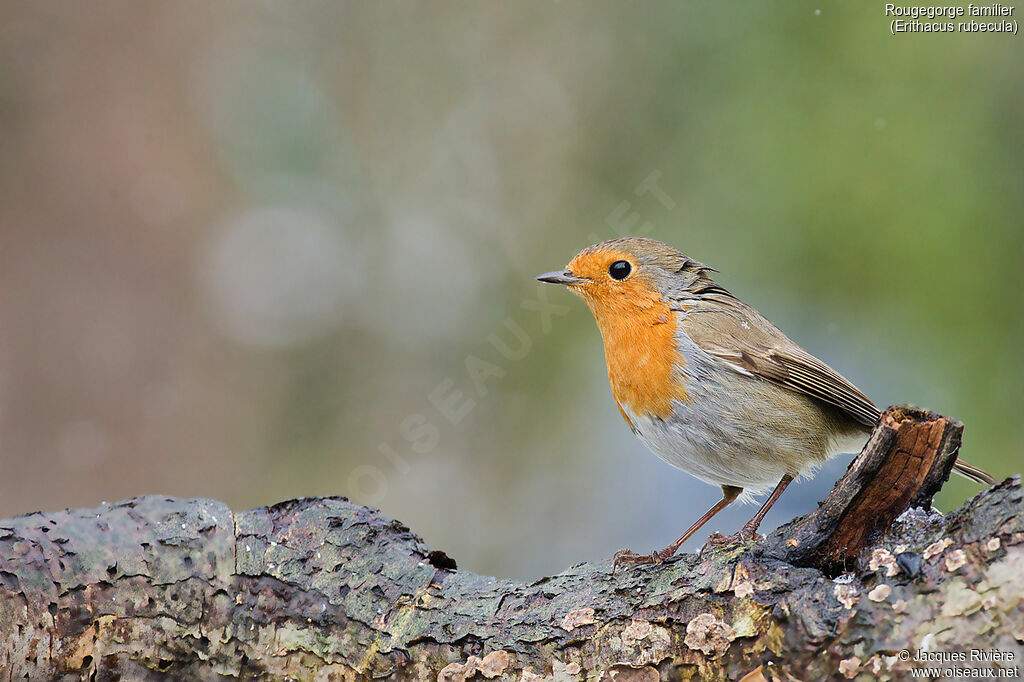 European Robinadult breeding, identification