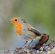 European Robin