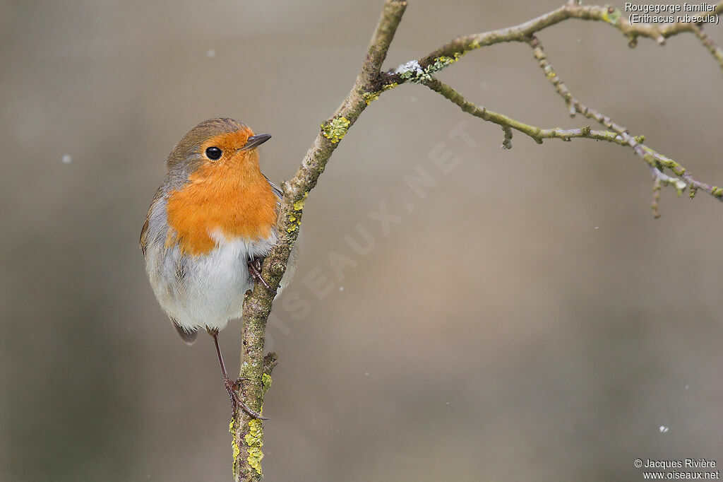 European Robinadult breeding, identification