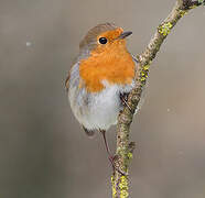 European Robin