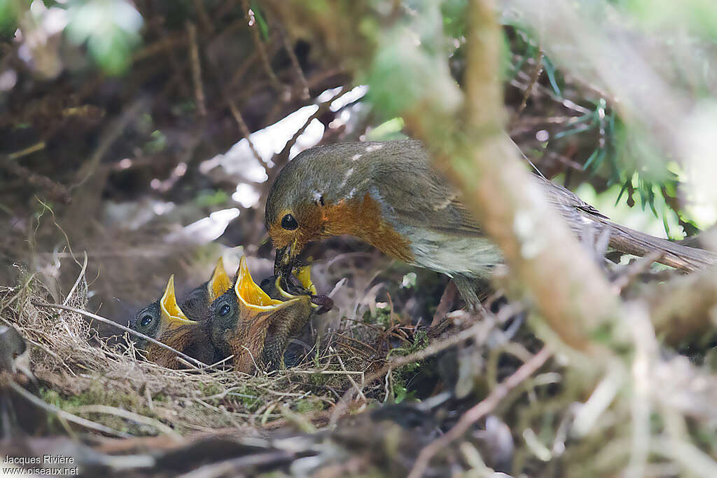 European Robin, Reproduction-nesting