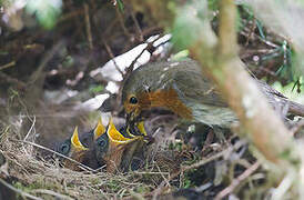 European Robin