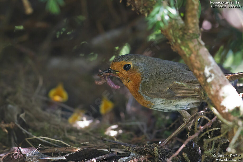 European Robinadult breeding, identification, Reproduction-nesting