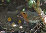 Rougegorge familier