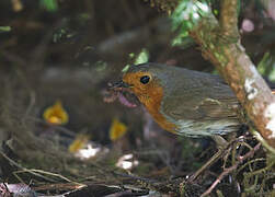 European Robin