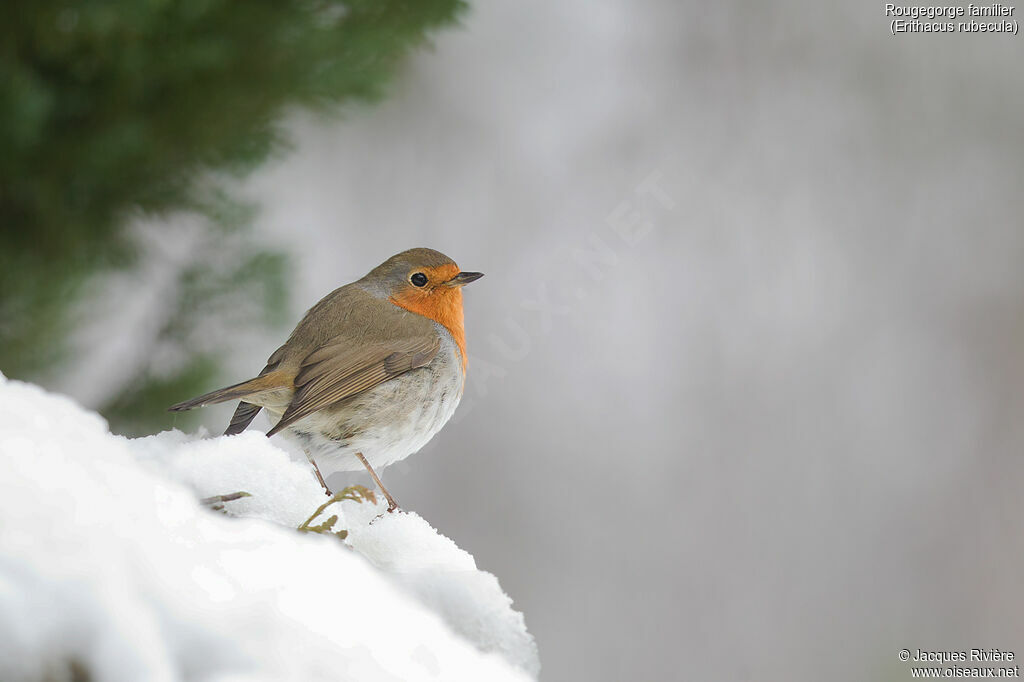 European Robinadult breeding, identification