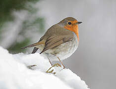 European Robin