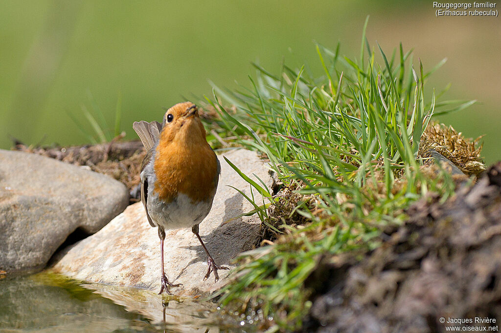 European Robinadult breeding, identification, drinks