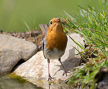 European Robin