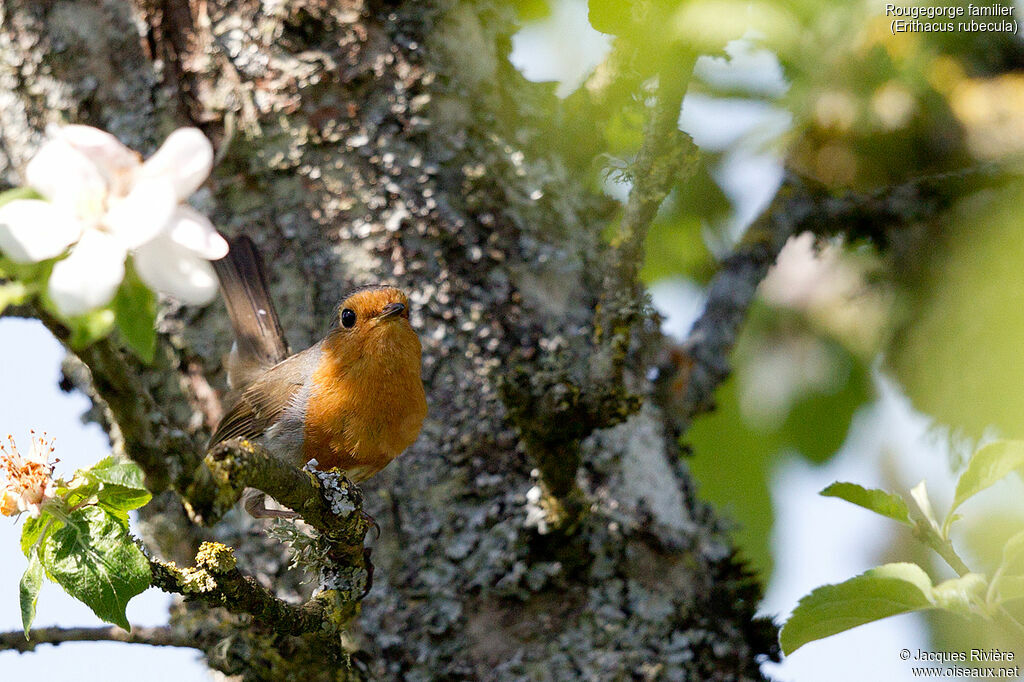 European Robin male adult breeding, courting display