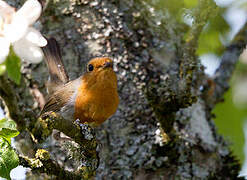 European Robin