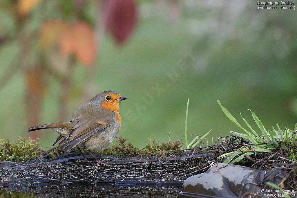 European Robinadult breeding, identification