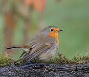 Rougegorge familier