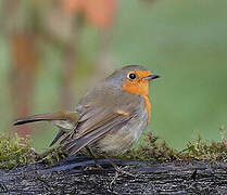 European Robin