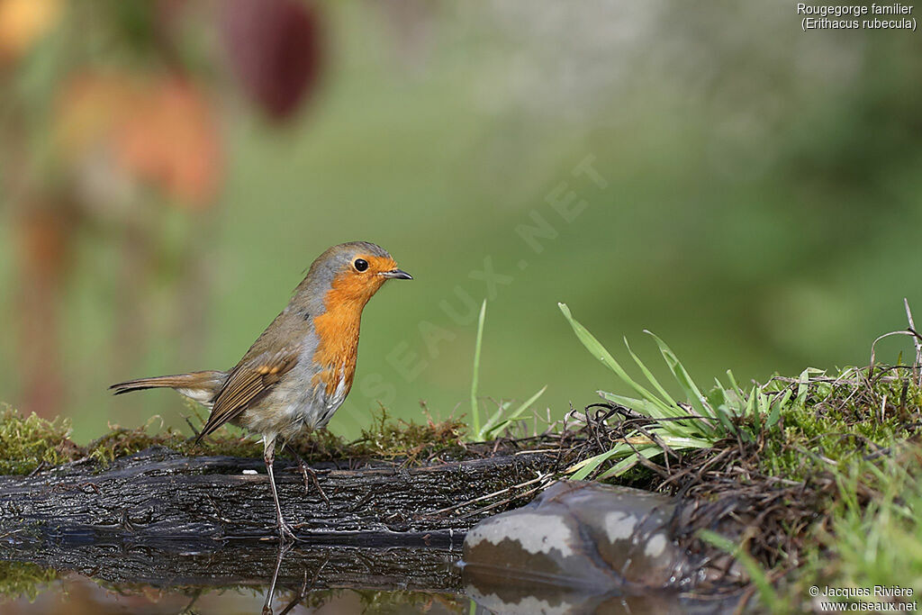 European Robinadult, identification