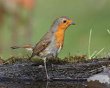 European Robin