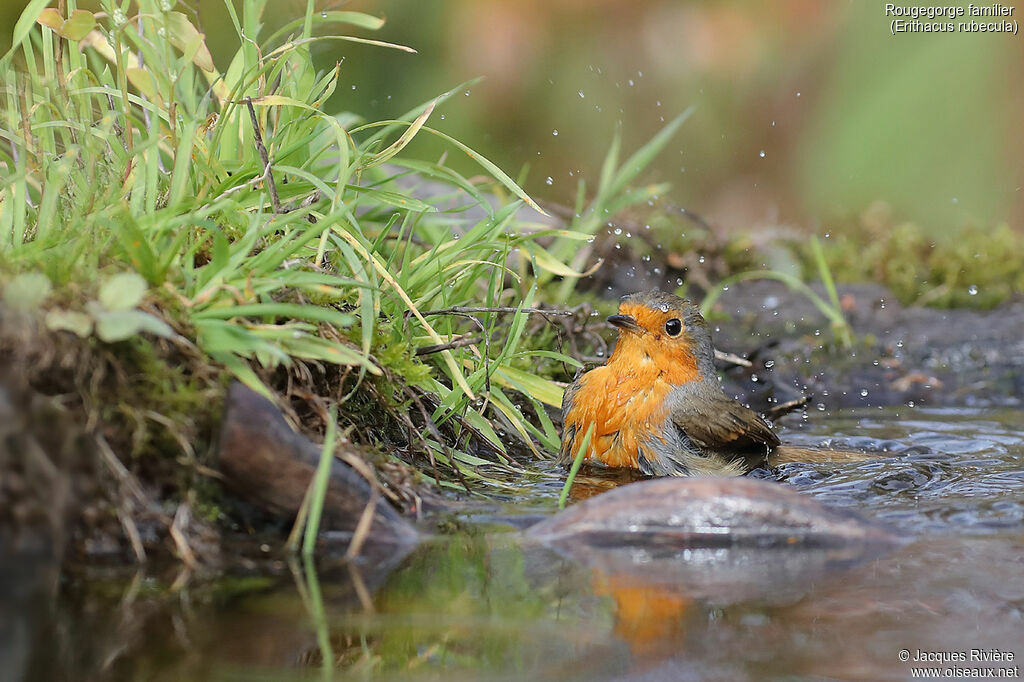 European Robinadult