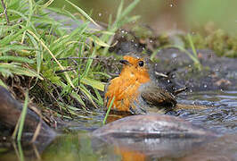 European Robin