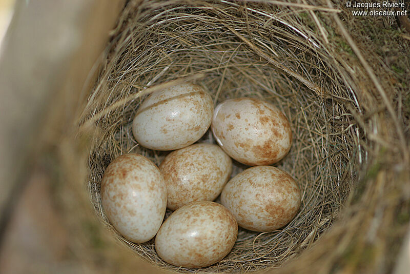 European Robin, Reproduction-nesting