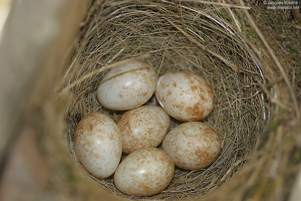 European Robin, Reproduction-nesting