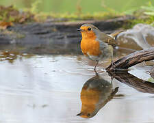 European Robin