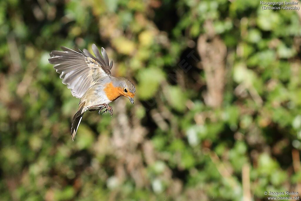 European Robinadult, Flight