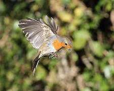 European Robin