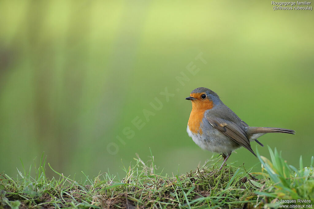 European Robinadult, identification