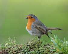 European Robin