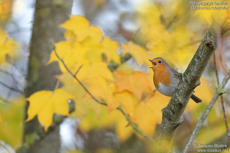 European Robin male adult, identification, song