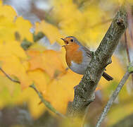 European Robin