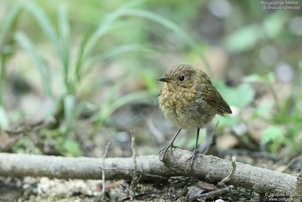 European Robinimmature, identification