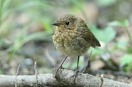 European Robin