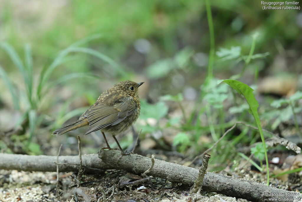 Rougegorge familierimmature, identification