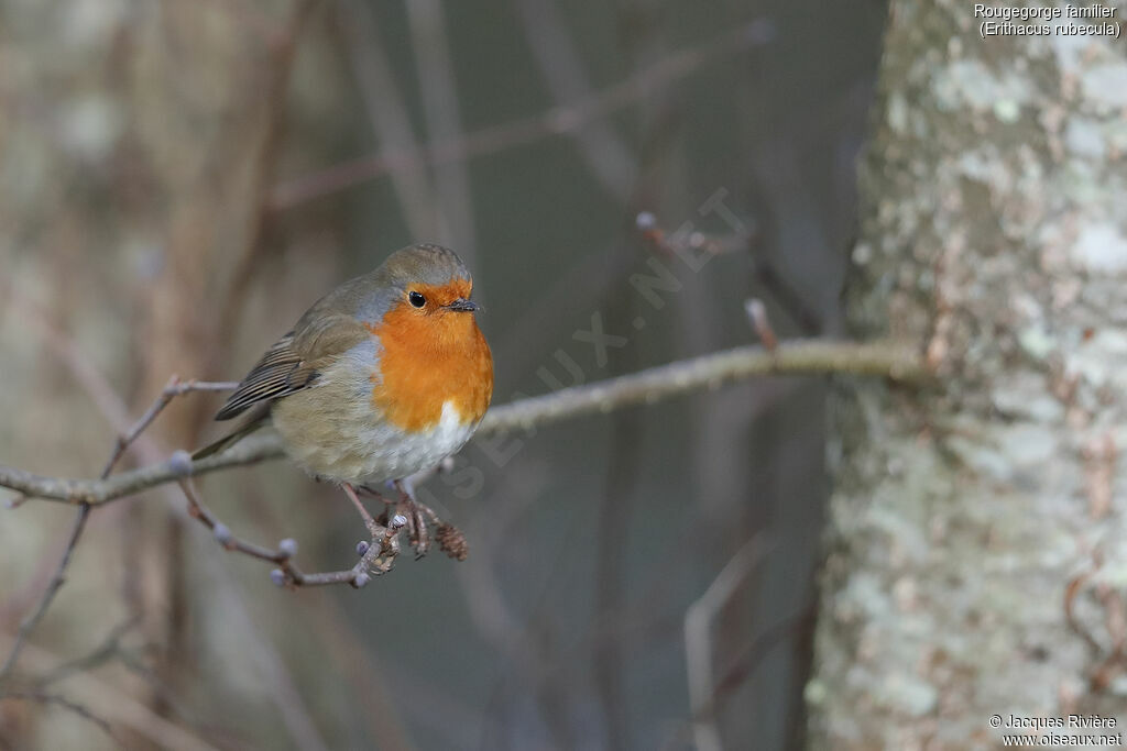 European Robinadult, identification