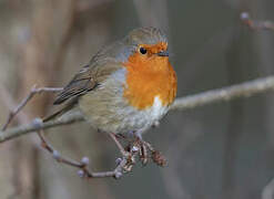 European Robin